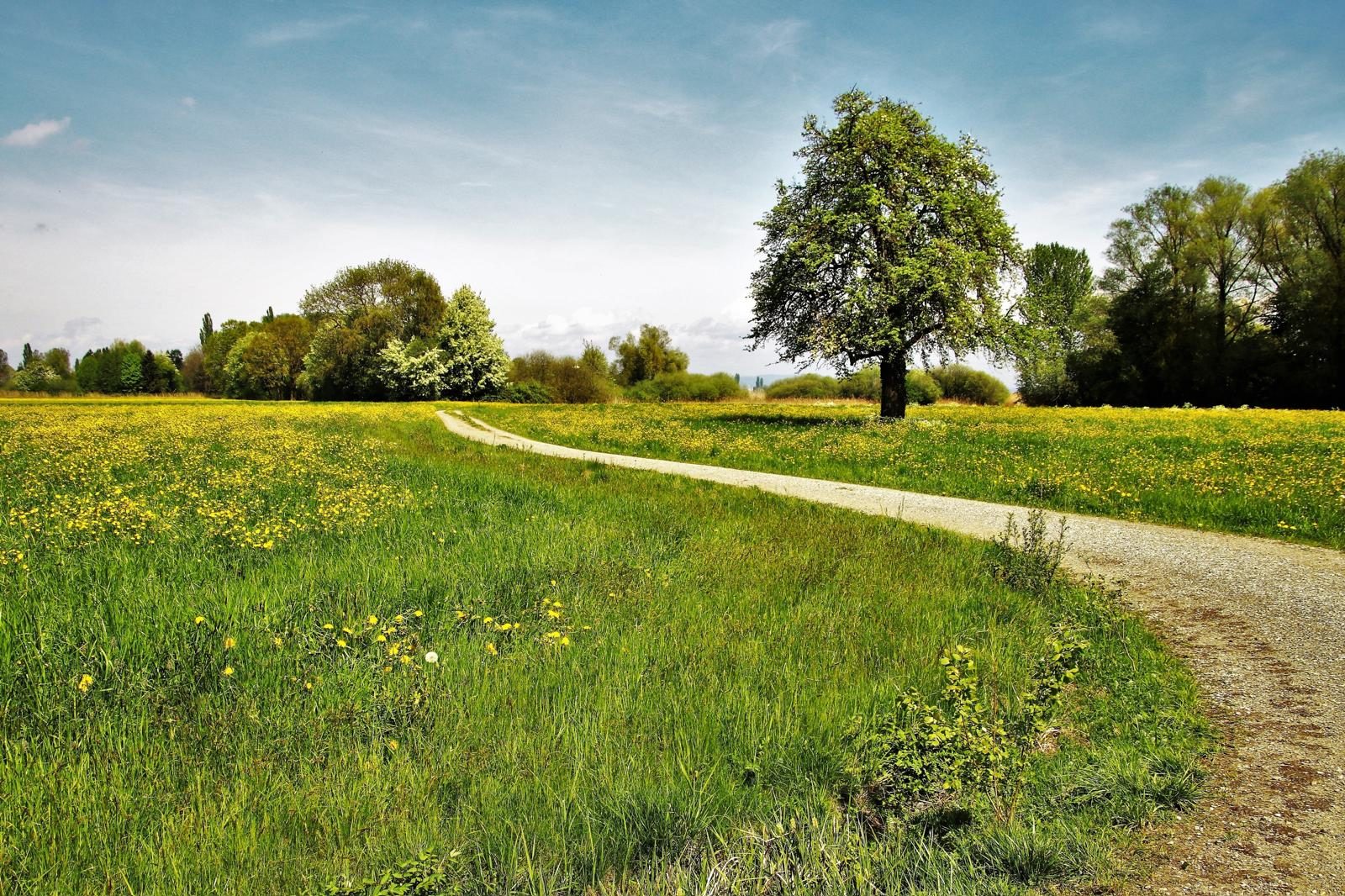 Weg durch eine blühende Wiese – Sinnbild für den Lebensweg